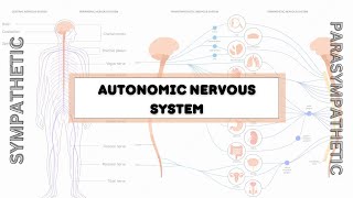 USMLE Pharmacology  Autonomic Nervous System Lecture 1  بالعربي [upl. by Nika]