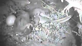 Honeyguide chick kills foster sibling [upl. by Augustina]