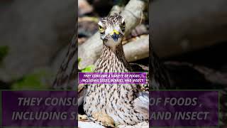 THE BIRDS STOMPS  BOOMS AND STEAL THE SHOW THE SHARP TAILED GROUSE phikphikmykitty [upl. by Yoshio]