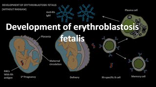 Erythroblastosis fetalis development [upl. by Llerrad72]