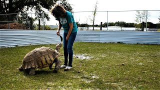 Feeding Jamie aka J Normous The Sulcata Tortoise Cactus [upl. by Trahurn]