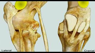 🐄🐄 Patellar fixation 🐄 Cattle operations 🐄 Medial patellar desmotomy 🐄 MPD 🐄🐄 [upl. by Eidob376]