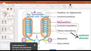 LA EMBRIOLOGÍA DEL SISTEMA UROGENITAL [upl. by Ahsetra634]