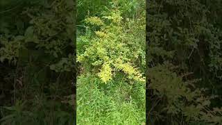 Mulberry Tree With Millions Of Cicadas Screaming Nonstop [upl. by Uyerta]