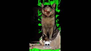 The Most Dangerous Cats 🐱 💀edit dangrous [upl. by Anairt367]