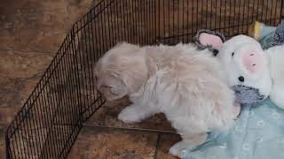 Maltipoo Puppy Arianna SD 480p [upl. by Woods172]