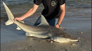 5ft spinner shark caught off the beach [upl. by Cogn]