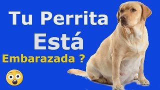 8 síntomas de EMBARAZO DE LOS PERROS que debes saber [upl. by Lisandra]