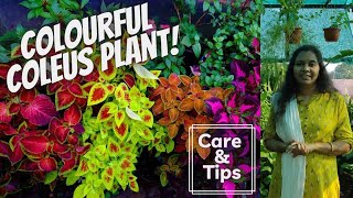 Coleus Plant Care  Everything You Need To Know About This Colorful Plant  In Tamil [upl. by Sotnas414]