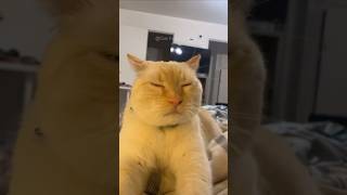 100 Cute Cat videos 😻😻 fails funny moments reels [upl. by Eintroc395]