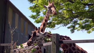 Paignton Zoo 14062023 HD 1080p [upl. by Akimad]