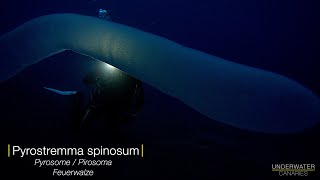 Impressive Pyrosome  Underwater Canaries [upl. by Daley]