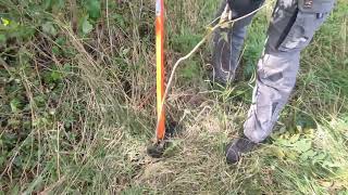 Extracting of Ailanthus altissima ZavodTerraRossa [upl. by Enailuj]