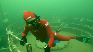 Diving the wreck of the Annapolis Freediving near Vancouver [upl. by Ammeg491]