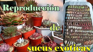 Reproducción de SUCULENTAS EXÓTICAS suculentas echeveria agavoides [upl. by Anisirhc]