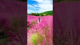 Pink Muhly Grass，Cloud Grass [upl. by Annaihr]