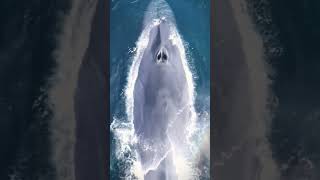 Whale and Coral Cavern Dive Exploring Hidden Wonders 🐋🏝️ [upl. by Valleau]