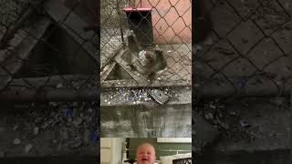 Aggressive Monkey Attack On Man 😱  Funny Animals Video  shorts youtubeshorts [upl. by Fiorenza602]