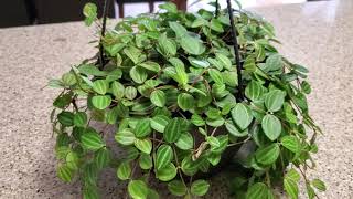 PEPEROMIA BEETLE PLANT CARE  DONNA JOSHI [upl. by Spain]