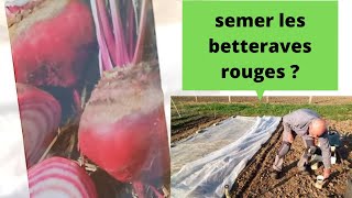 comment semer les betteraves rouges [upl. by Nivag737]