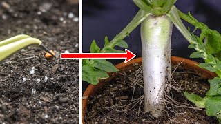 Daikon Radish Growing From Seed Time Lapse 60 Days [upl. by Justine]