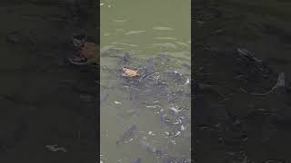 satisfyingturtlefishshortvideo [upl. by Aserret]