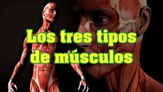 Los tres tipos de músculos [upl. by Wyne]