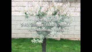 How to cut back salix flamingo tree [upl. by Micah]