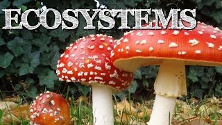 Understanding Ecosystems for Kids Producers Consumers Decomposers  FreeSchool [upl. by Ettebab]