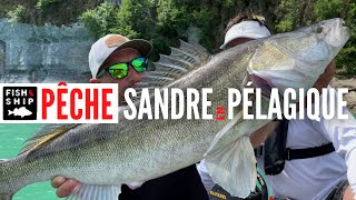 PÊCHE PÉLAGIQUE au LIVESCOPE  Rémi SEIGLER cartonne [upl. by Larner]