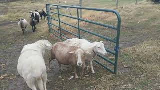 Start of Breeding Season 2019  Smith Sheep Farms [upl. by Ynove]