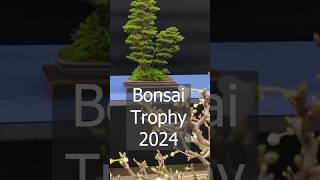 Preparing the Bonsai Trophy in Genk [upl. by Norrej]