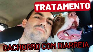 Como tratar CACHORRO com DIARRÉIA  Dica infalível [upl. by Stahl]