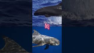 Pseudorca crassidens vs feresa attenuata vsedit vs edit animals cetaceans dolphins [upl. by Vernita]