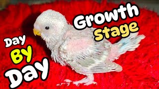 18 Days Day by Day Budgies Growth Stage [upl. by Eisoj]