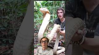 Handling a WILD King Cobra snake [upl. by Eicrad]