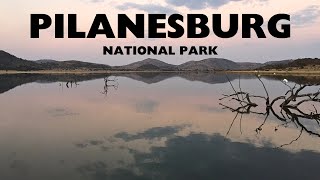 Pilanesberg National Park nationalpark pilanesberg [upl. by Durrell673]