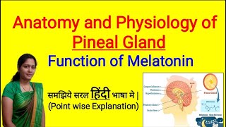 Anatomy and Physiology of Pineal Gland in Hindi  Function of Melatonin  Sleep Hormone [upl. by Trixi]