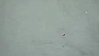 Incredible new video of the elusive Loch Ness Monster [upl. by Brittne28]