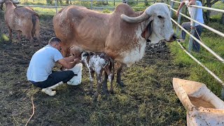 Poniendo a mamar el ternero Gyr recién nacido y vasiando la vaca [upl. by Ettevahs]