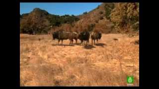 Lobos gigantes documental quotESPAÑOLquot 1ra parte [upl. by Llebiram569]