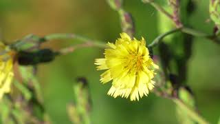 残暑続く・・・ ⑥アキノノゲシ！ Lactuca indica [upl. by Killarney999]