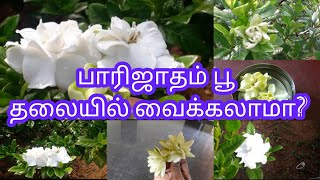 பாரிஜாதம் செடி மற்றும் பூ பற்றிய தகவல்கள் [upl. by Neil325]