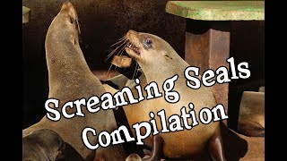 SCREAMING SEALS COMPILATION [upl. by Reprah958]