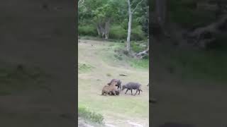 Another Raid in the Wild shorts shortvideo animals raid trending trendingshorts [upl. by Sumahs]