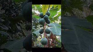 ഡോക്ടർ രാജേഷ് കുമാർ 😌  papaya benefits shorts shortsfeed [upl. by Melony]