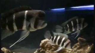 Frontosa Burundi 6Striped Breeding Colony Part 1 [upl. by Wiener]