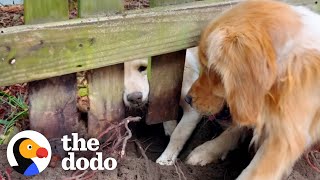 Golden Retriever Becomes Obsessed With The Puppy Next Door  The Dodo [upl. by Bent432]