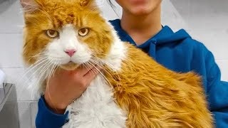 Giant Cat Was Abandoned At The Shelter Hours Later The UNTHINKABLE Happens [upl. by Inat]