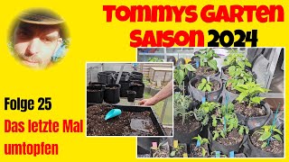 Tommys Garten 2024  Folge 25  Das letzte Mal umtopfen [upl. by Haroldson]